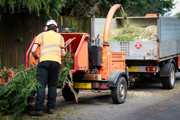 Trusted Cloquet, MN Tree Services Experts